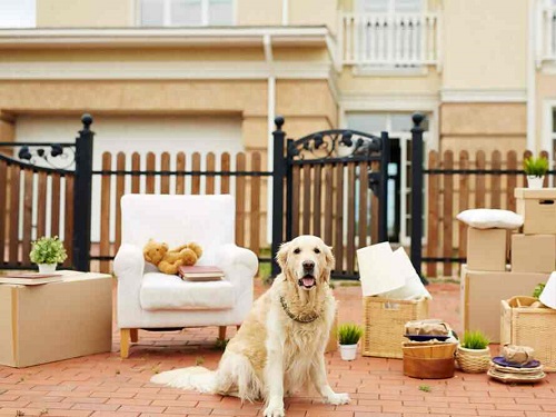 pet-relocation
